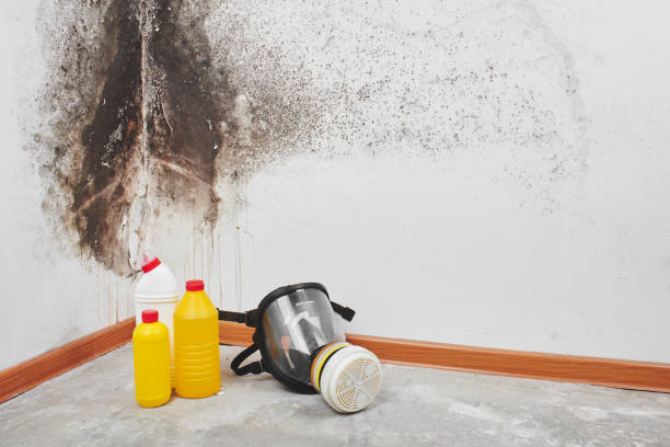 Best Mold Cleaning Services  in Union, MS