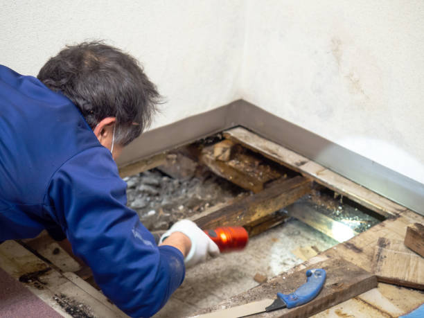 Best Emergency Mold Removal  in Union, MS