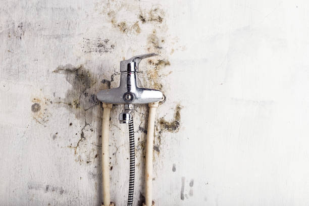 Best Emergency Mold Removal  in Union, MS