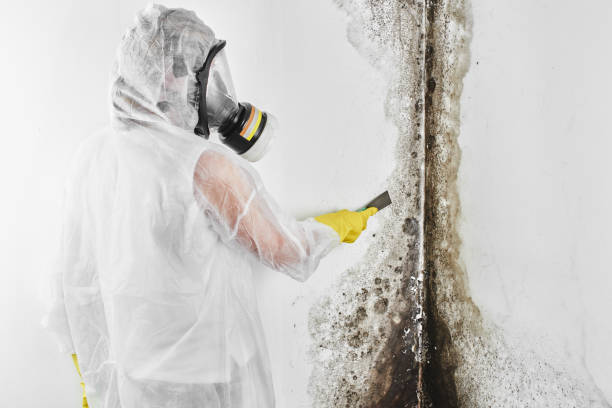 Best Crawl Space Mold Removal  in Union, MS