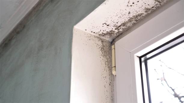 Best Residential Mold Removal  in Union, MS
