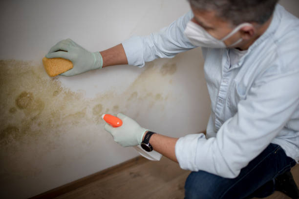 Best Commercial Mold Removal  in Union, MS
