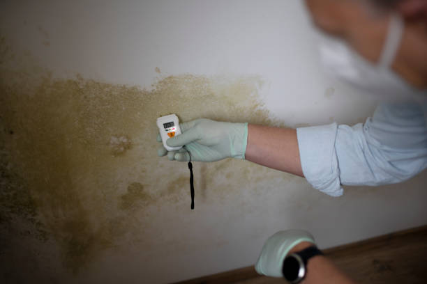 Best Professional Mold Removal  in Union, MS