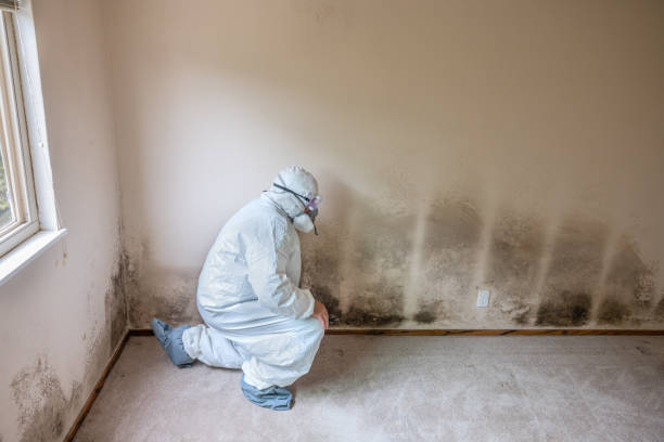 Best Mold Testing  in Union, MS