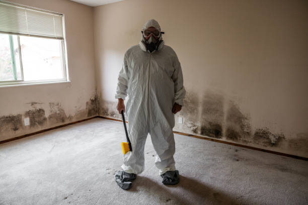 Mold Removal and Inspection in Union, MS
