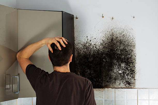 Best Mold Remediation  in Union, MS