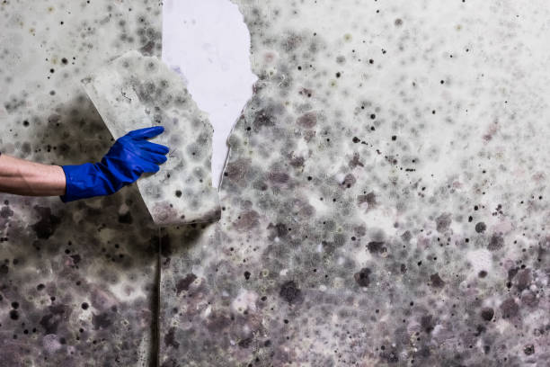 Trusted Union, MS Mold Removal Experts