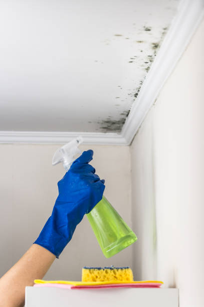 Best Fast Mold Removal  in Union, MS