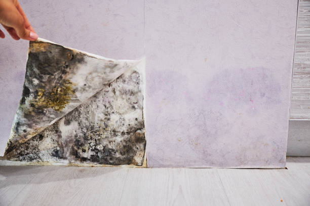 Best Mold Removal and Inspection  in Union, MS